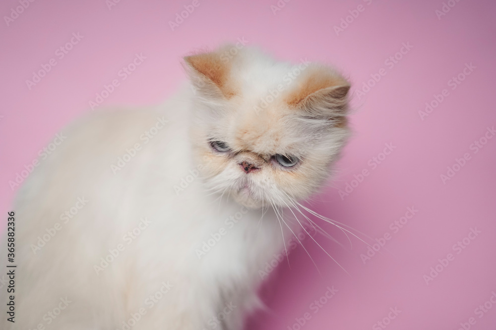 Himalayan Cat Cream Point on pink background