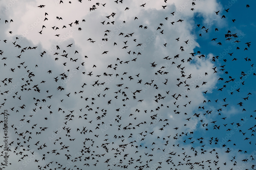 Flying flock of birds on cloudy blue sky background Flying flock of birds on cloudy blue sky background