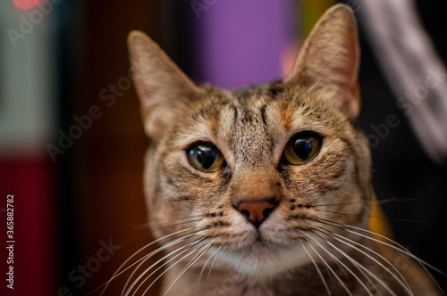 Algunas fotos de gatos mios y de mi familia