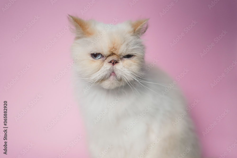 Fototapeta premium Himalayan Cat Cream Point on pink background