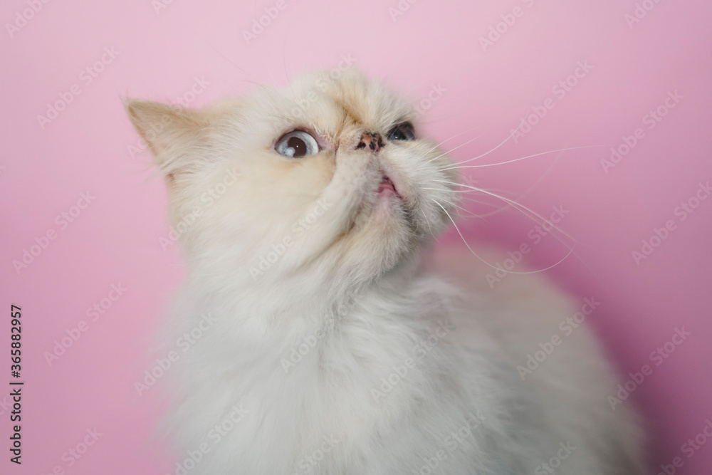 Fototapeta premium Himalayan Cat Cream Point on pink background