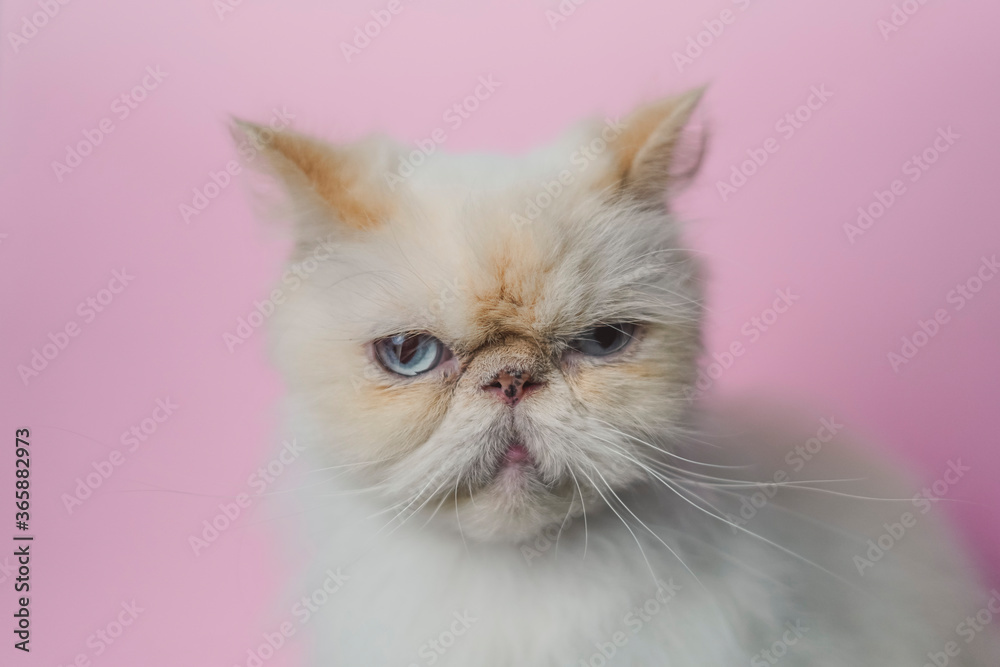 Fototapeta premium Himalayan Cat Cream Point on pink background