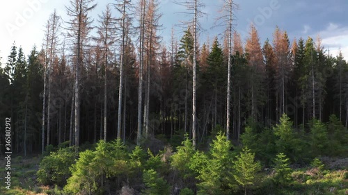 Ein abgestorbener Wald im senkrechten Abflug photo