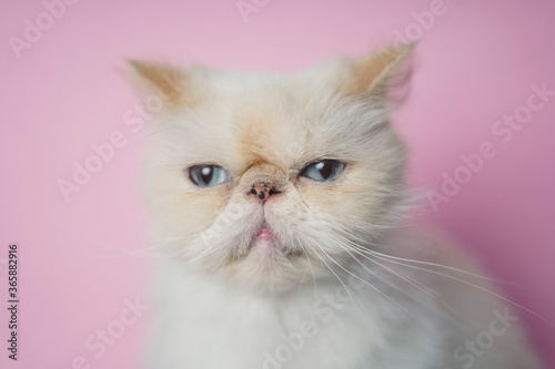 Himalayan Cat Cream Point on pink background