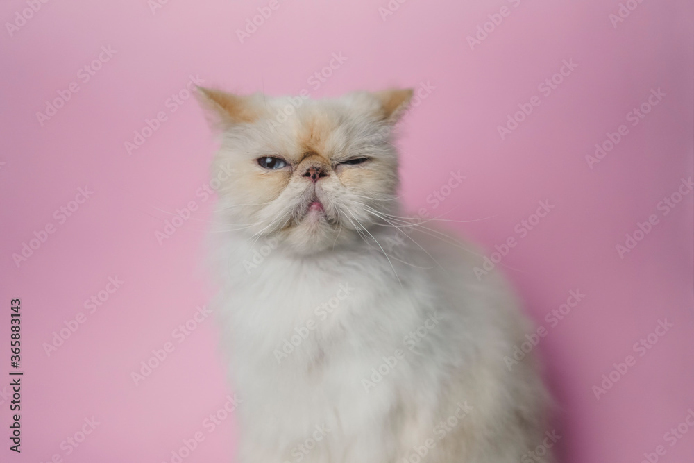 Himalayan Cat Cream Point on pink background