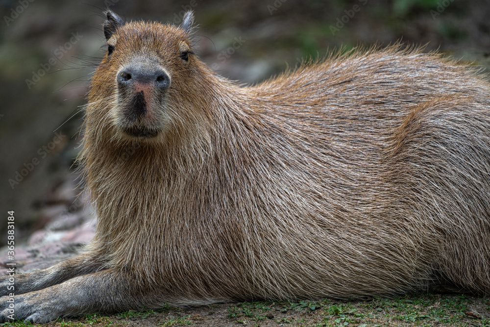 Capybara or Carpincho (Hydrochoerus hydrochaeris) Capybara or Carpincho (Hydrochoerus hydrochaeris)
