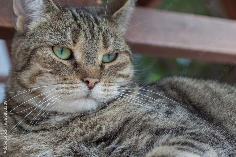 Cat relaxing in garden