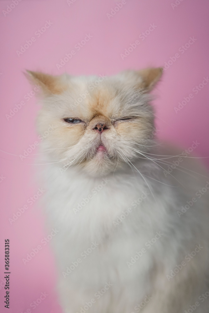 Himalayan Cat Cream Point on pink background Himalayan Cat Cream Point on pink background