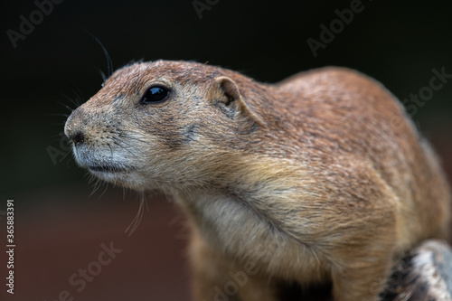 Εκτύπωση καμβά Portrait of a Black-tailed Prairie Dog (Cynomys ludovicianus)