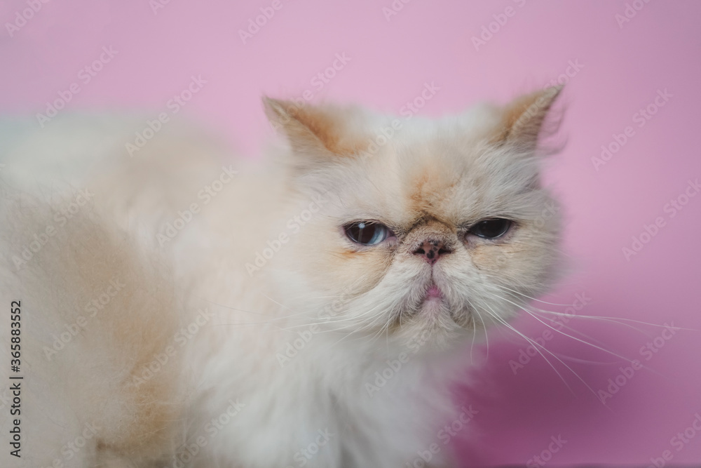 Himalayan Cat Cream Point on pink background