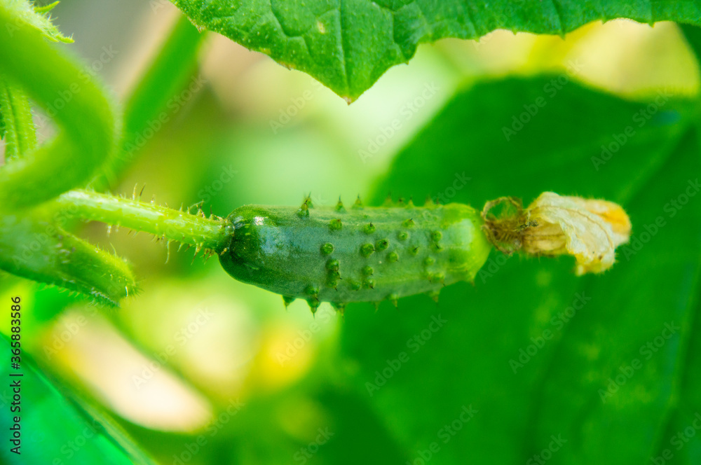 Obraz premium Small green cucumber gherkin growing on a branch