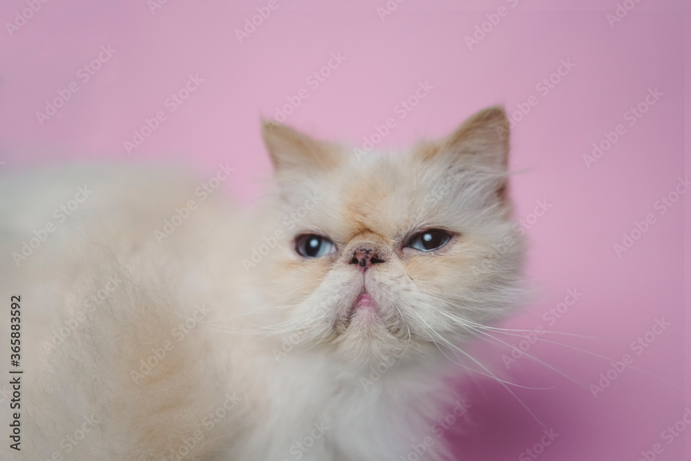 Fototapeta premium Himalayan Cat Cream Point on pink background