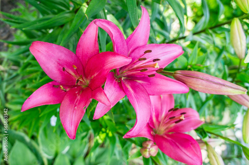 Red large lily flowers close up