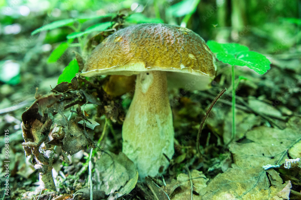 Fototapeta premium Boletus edible mushroom growing up in the forest