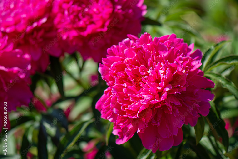Blooming peonies close-up on the background of a blooming field