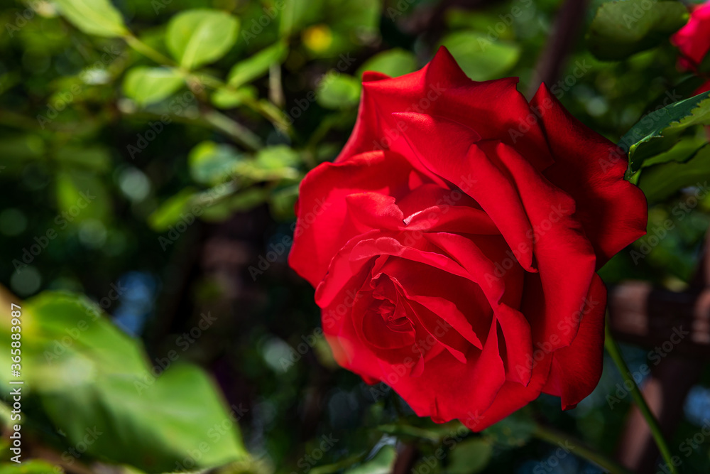 A large red rose grows on a bush, among light green leaves, a beautiful background. Nature outdoors macro summer photo A large red rose grows on a bush, among light green leaves, a beautiful background. Nature outdoors macro summer photo