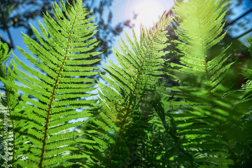 Fern in the forest against the blue sky. Flower plants outdoors. Beautiful background green and blue-green color. photo