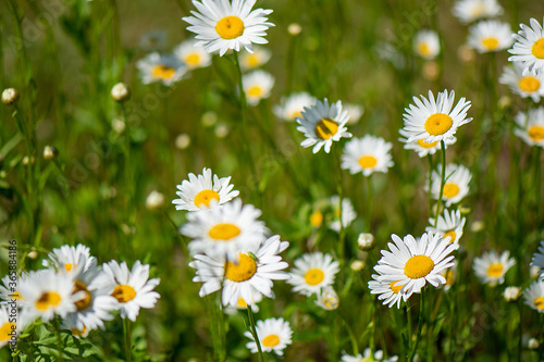 Blooming daisies on a blurred green grass background