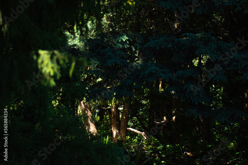 Rays of sunlight illuminate the trunks of trees in the dark forest