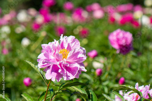 Blooming peonies close-up on the background of a blooming field