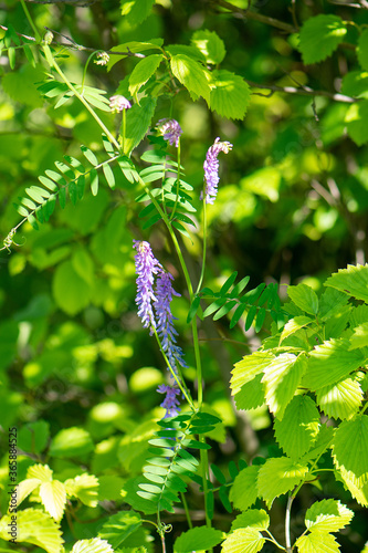 Small lilac flowers on a background of green leaves