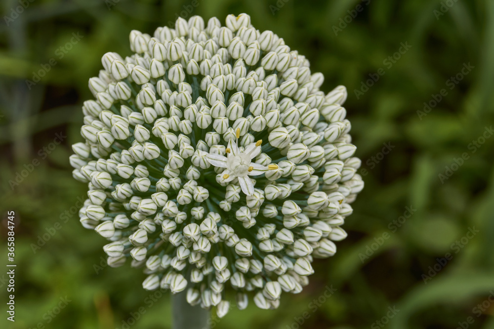 Summer. Inflorescence of onions. Flowered onion on a bed in the garden. Summer. Inflorescence of onions. Flowered onion on a bed in the garden.