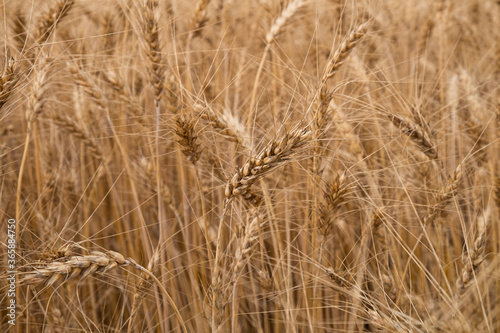 golden wheat field close up ,ears of grain background © Fukume