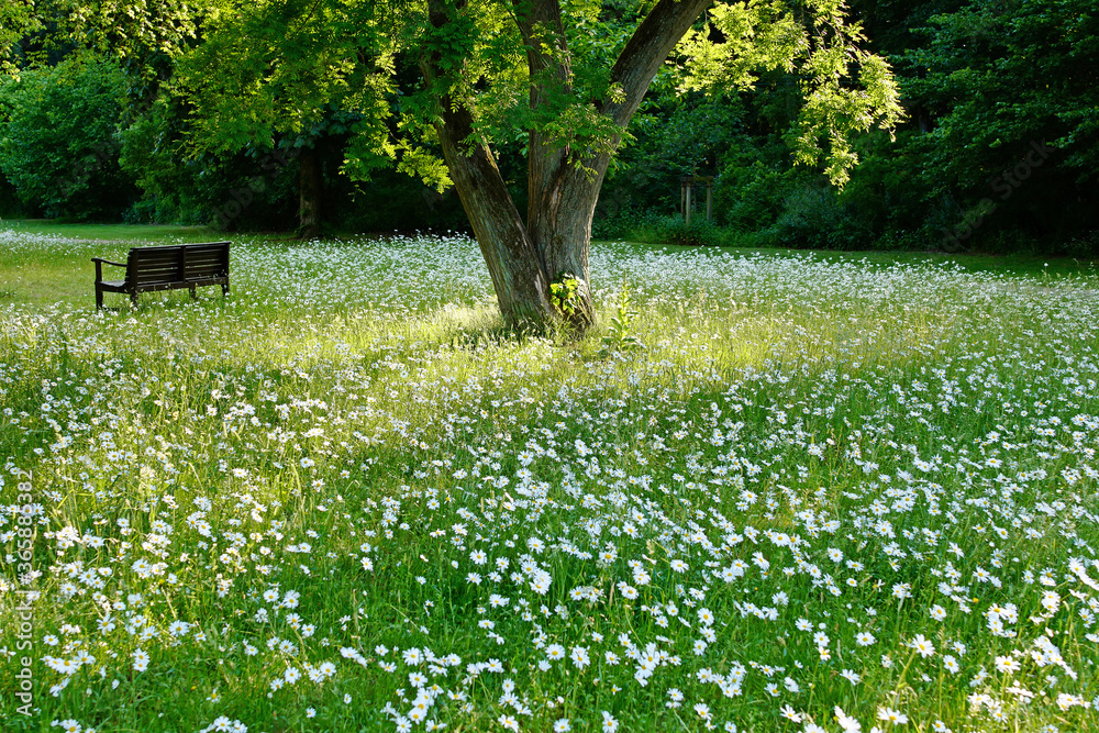 Fototapeta premium Holzbank unterm Baum auf Wildblumenwiese mit weißen Margeriten