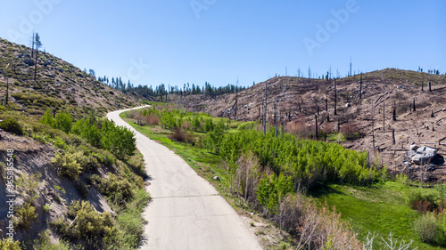 Bild auf Leinwand Drone photo over recovering forest area green meadow trees and bushes burned by