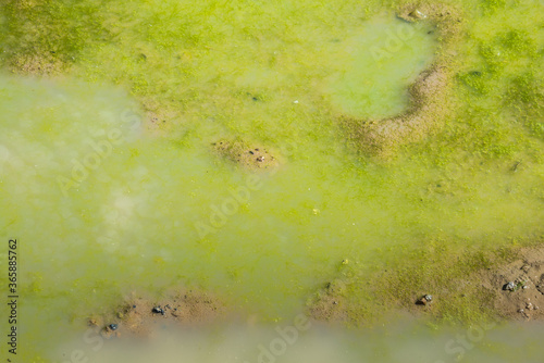 Mud ponds with waste water are covered with moss and methane gas bubbles spread across the water surface. photo