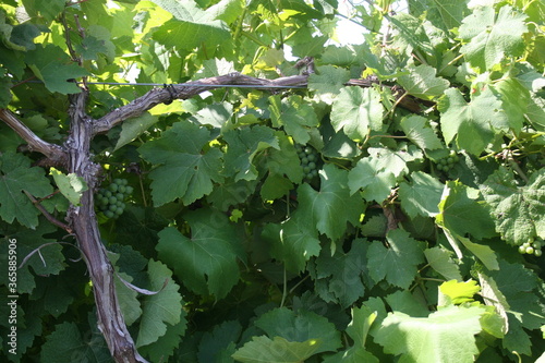 Missouri wine Grape Canes Bryn Mawr 2020  photo