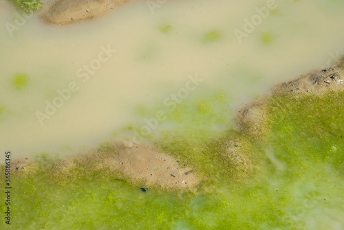 Mud ponds with waste water are covered with moss and methane gas bubbles spread across the water surface. photo