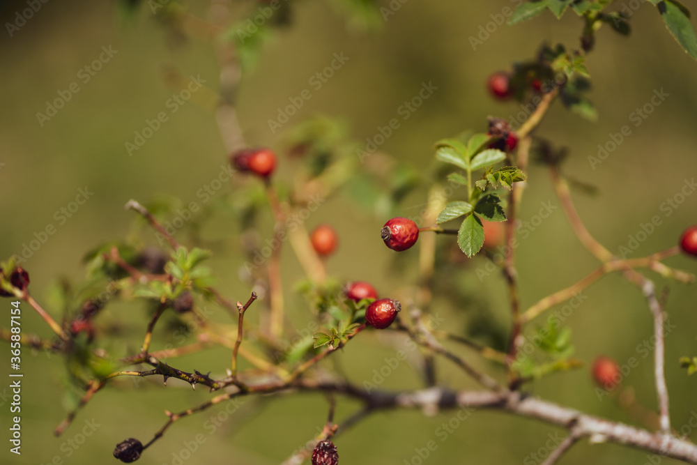 Landscape with close up of beautiful branch bloom