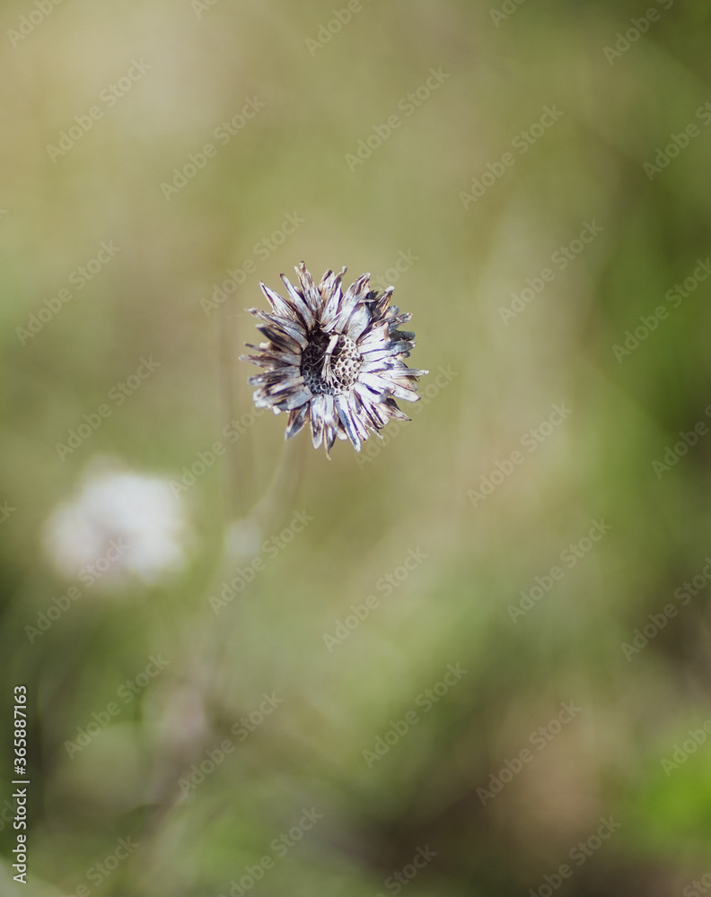 Landscape with close up of dry plant Landscape with close up of dry plant