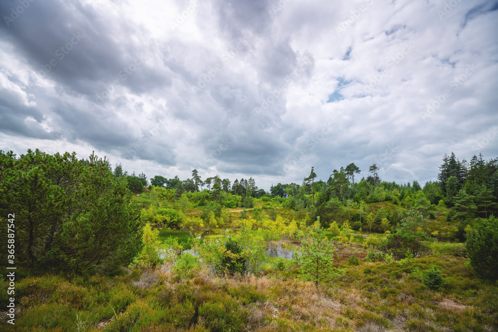 Wetland wilderness in cloudy weather