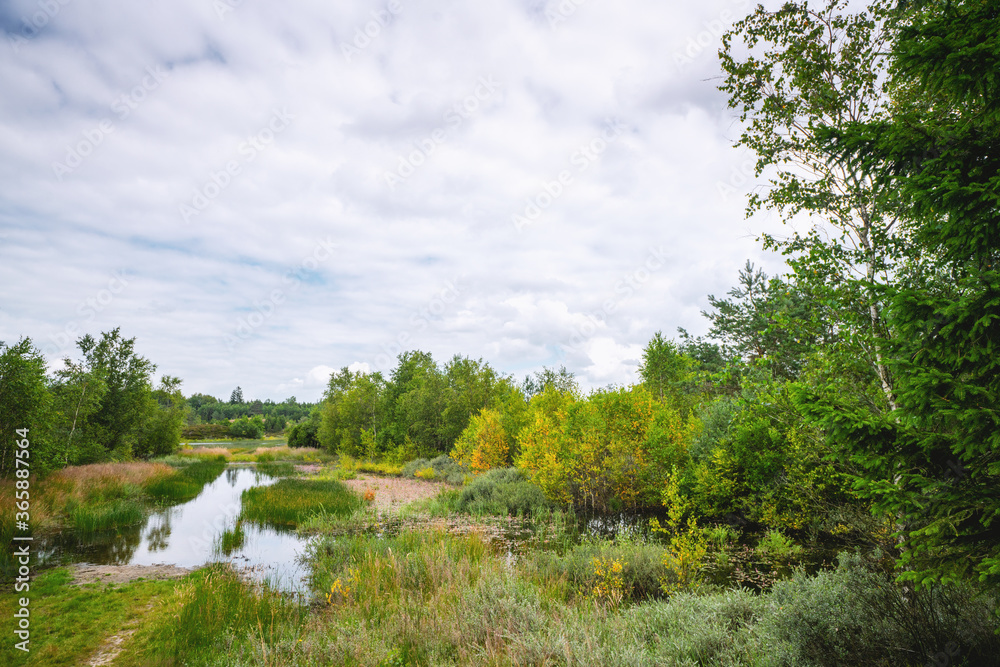 Flooded wilderness with colorful birch trees Flooded wilderness with colorful birch trees