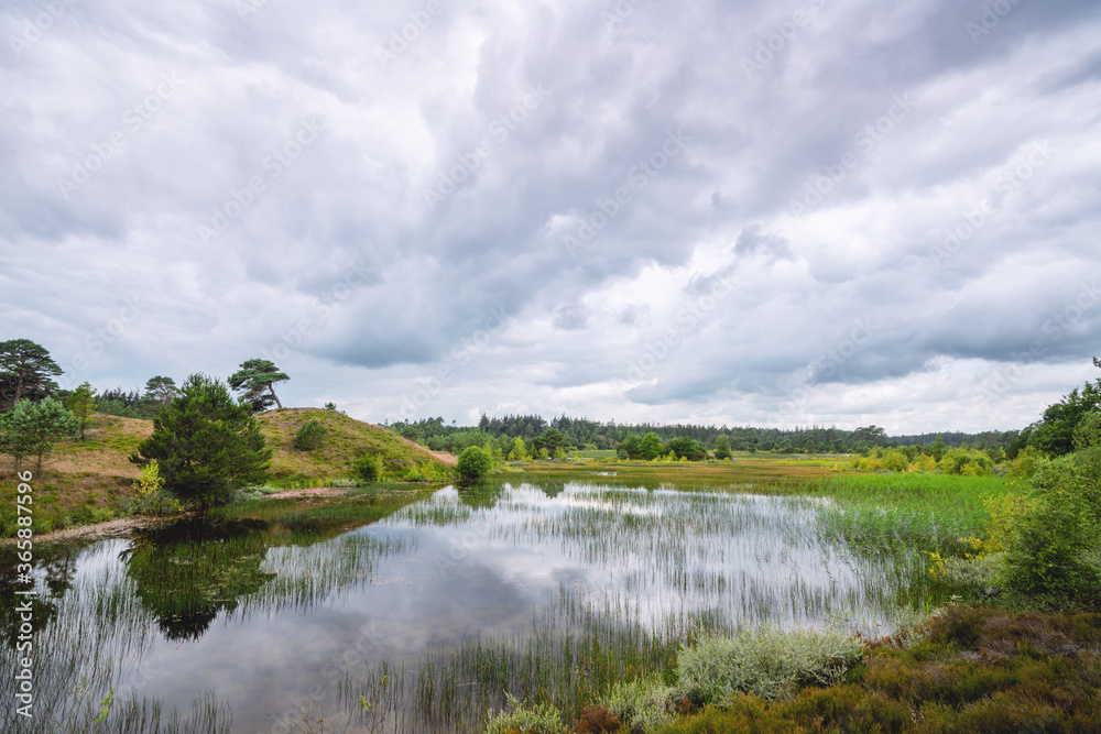 Beautiful swamp landscape with wild nature Beautiful swamp landscape with wild nature