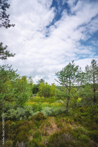 Swamp wilderness in Scandinavia