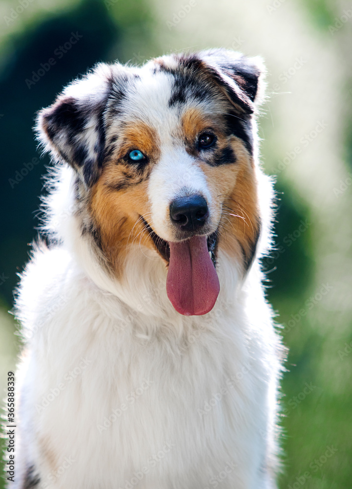 dog portrait in backlight