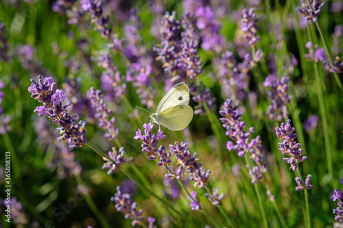 Cabbage white butterfliy at a lavender flower photo