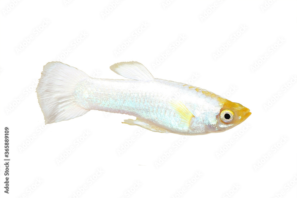 Snow White Platinum Guppy Aquarium Fish Poecilia reticulata Stock Photo |  Adobe Stock