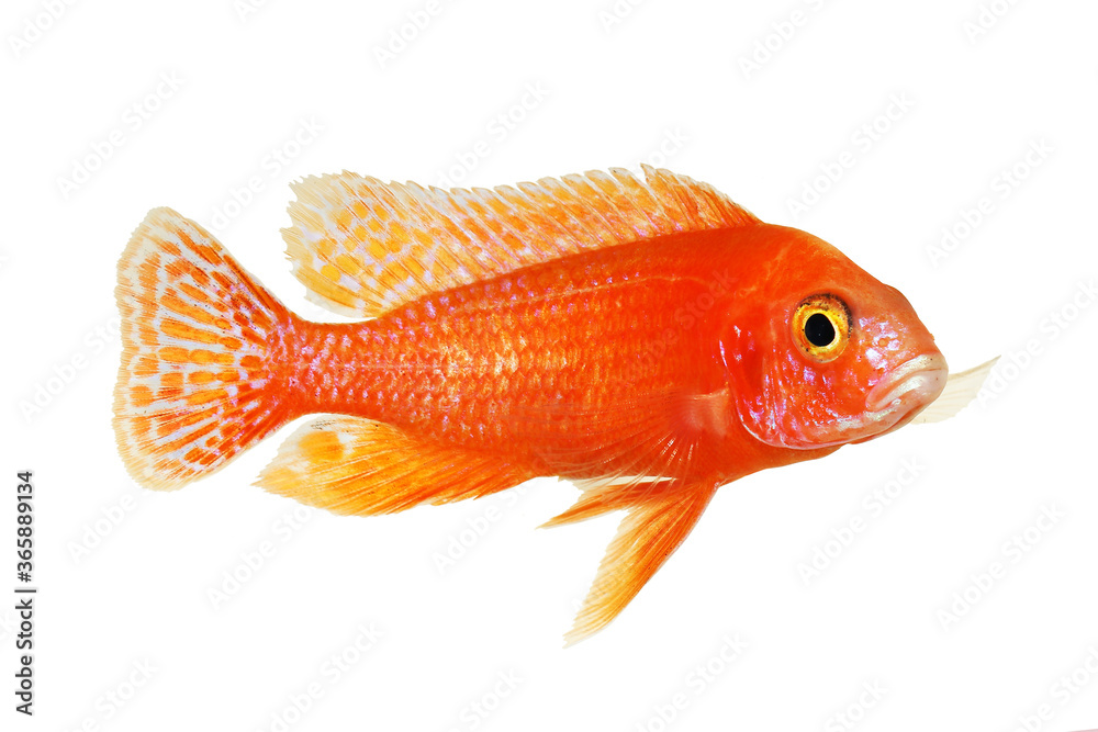 German Red Cichlid