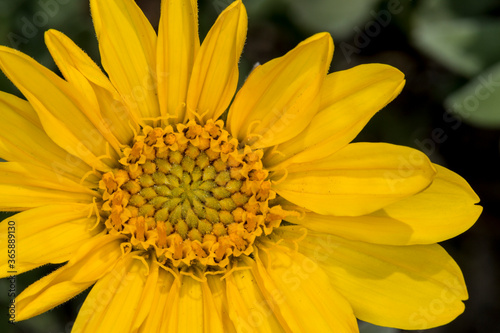 Close up large yellow flower with green and black background