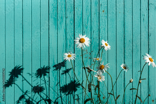 Chamomile flowers near rustic background of painted wooden wall