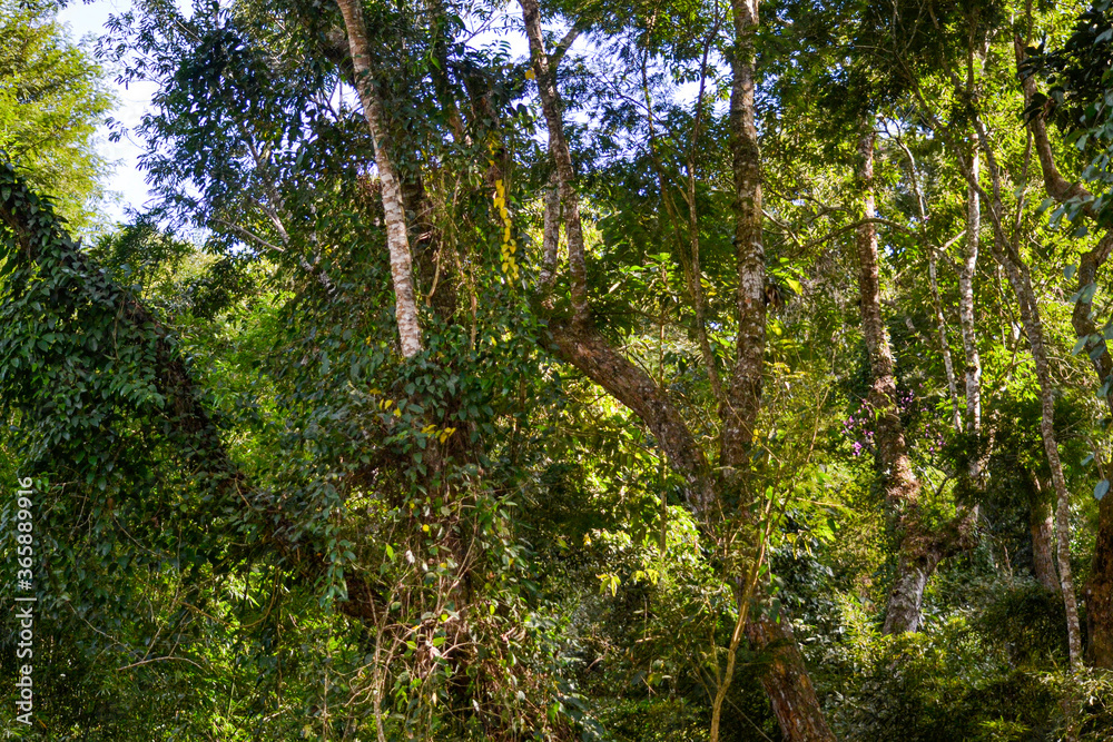 Fototapeta premium vibrant atlantic forest highlighted