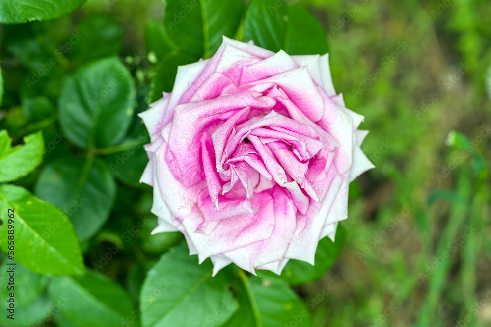 Pink rose flower in blossom on blurred background Pink rose flower in blossom on blurred background