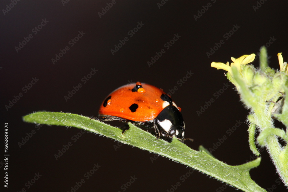 Obraz premium red ladybug sitting on a leaf