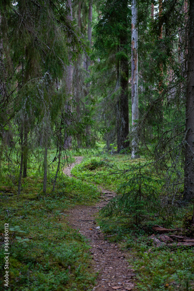 Open path in the woods - Vaidava, Latvia