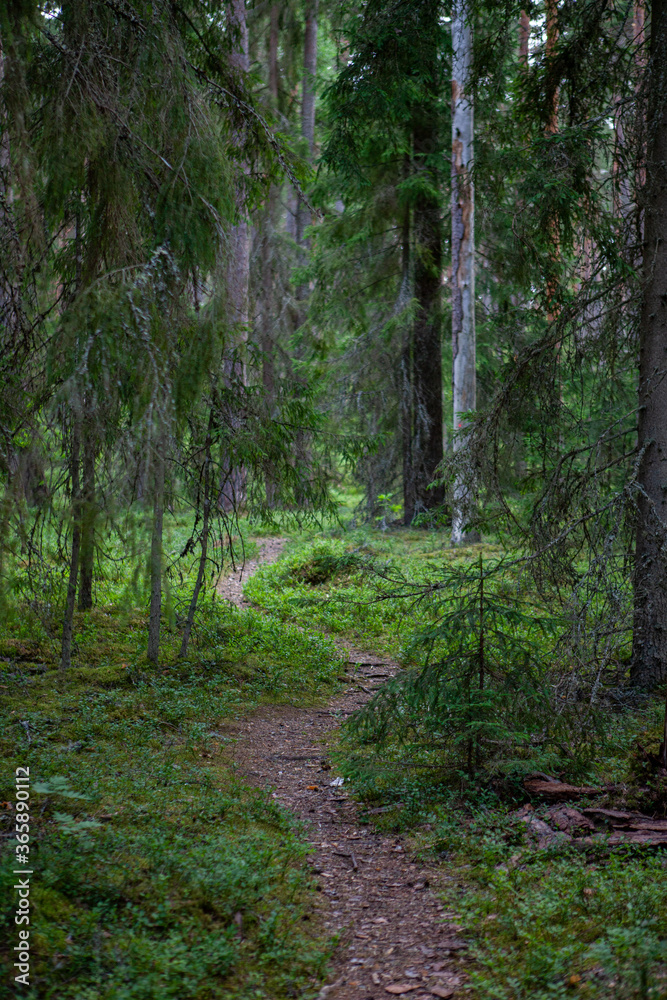 Open path in the woods - Vaidava, Latvia Open path in the woods - Vaidava, Latvia