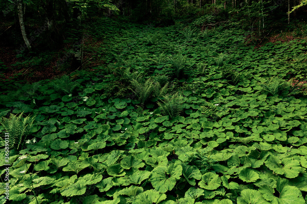 Dichter grüner Teppich mit Pestwurzpflanzen am Waldboden, der sich in den Hintergrund fortsetzt